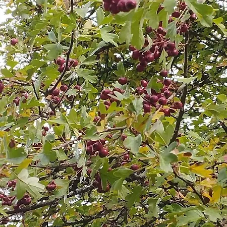 Canadina 1 Appartement Morgovejo