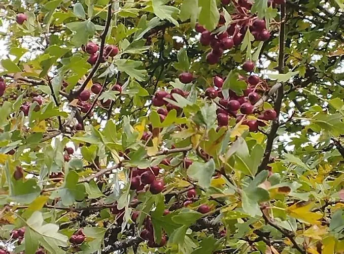 Canadina 1 아파트 Morgovejo